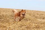 CHIEN FINNOIS DE LAPONIE 248
